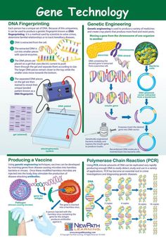 a poster showing the process of gene technology