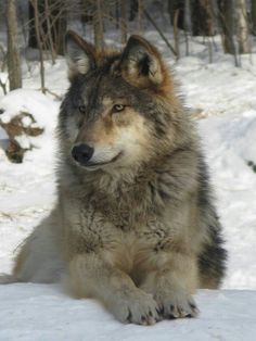 a wolf sitting in the snow with his eyes closed