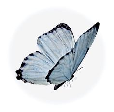 two blue butterflies flying side by side on a white background with no one around them