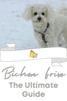 a white dog standing in the snow next to a sign that says bilbon frise the ultimate guide