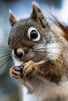 a close up of a squirrel with its front paws on the side of it's face