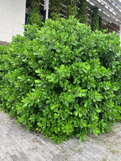 a bush with green leaves in front of a white building and brick walkways on the sidewalk