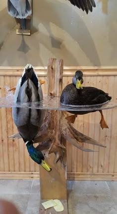 two ducks sitting on top of a wooden table next to another duck in the water