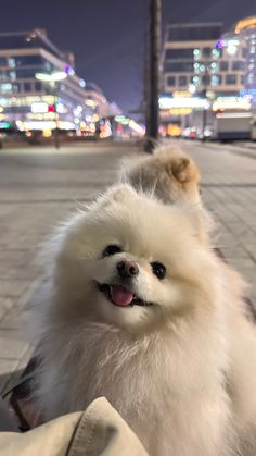 a small white dog sitting on top of a person's lap next to a street