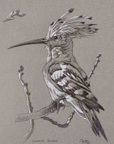 a drawing of a bird sitting on top of a tree branch