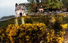 a wolf is swimming in the water with some plants on it's back end