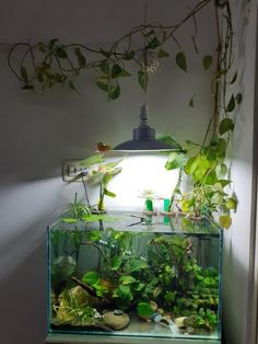 an aquarium filled with plants and water in front of a wall mounted light fixture on a white wall