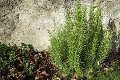 some green plants next to a concrete wall