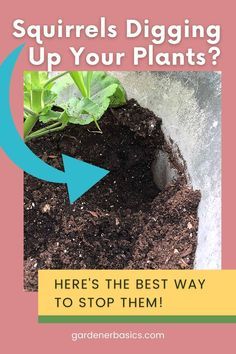 there is a hole in the ground with plants growing out of it and text saying, squirrels digging up your plants? here's the best way to stop them