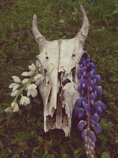 an animal skull with horns and flowers in the grass