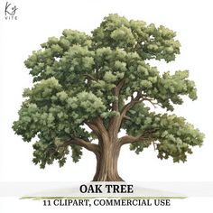 an oak tree with the words oak tree clipart, commercial use written below it