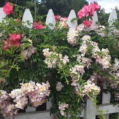 pink and white flowers growing on the side of a fence