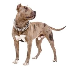 a brown and white dog with a chain around its neck