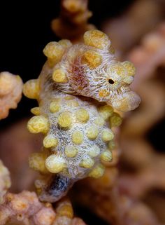 a small yellow and white seahorse on top of some coral