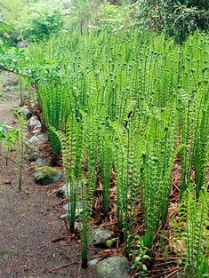 some very pretty green plants by the side of the road with rocks and grass growing in it