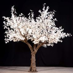 a tree with white flowers is shown in front of a black background