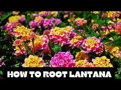 colorful flowers with the words how to root lanana