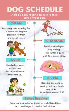 the dog schedule is shown with instructions for how to take care of your dog's body