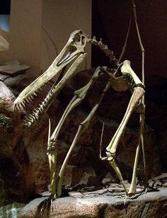 the skeleton of an alien is displayed in front of a stone wall and rock background