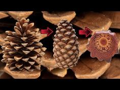 three different types of pine cones with arrows pointing to the top one and bottom one