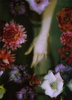 a woman's hand reaching for flowers in the middle of her body, surrounded by other flowers