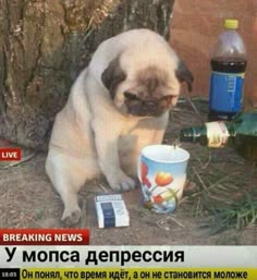 a small pug sitting next to a bottle of wine