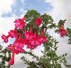 pink flowers are blooming on a tree branch with blue sky and clouds in the background