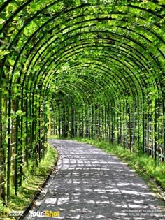 an image of a road that is covered in green plants and vines with the caption national geographic