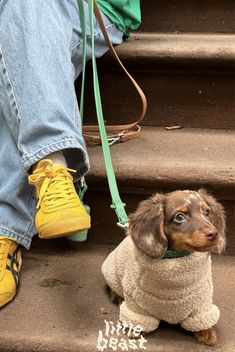 a small brown dog sitting on top of steps next to a person wearing yellow shoes