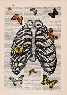 an image of a skeleton with butterflies on it's back and the ribcage