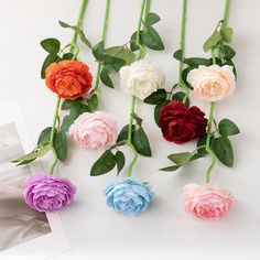 several different colored roses are arranged on a white surface