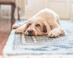 a dog laying on the floor with his head resting on its paws