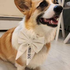 a corgi dog wearing a white bow tie with the words boston on it