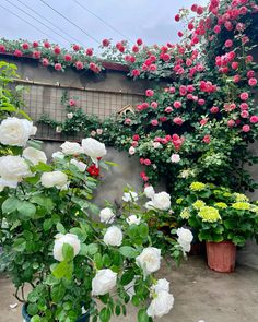 many white and pink roses are growing in pots