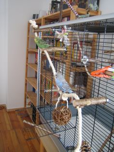 a bird in a cage that is on top of a shelf