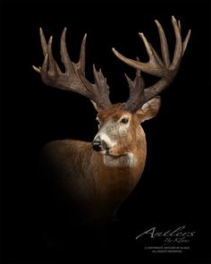 a close up of a deer with antlers on it's head, against a black background