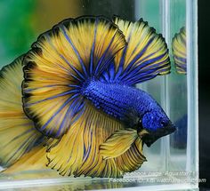 a blue and yellow siamese fish in an aquarium