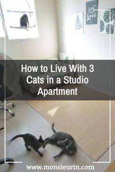 two cats playing with each other in an office