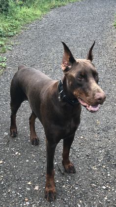 a brown dog standing on top of a gravel road