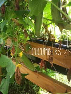 the word cucumbers written in white on a wooden fence surrounded by green plants