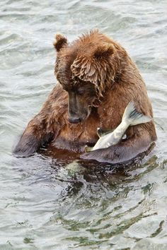 a grizzly bear in the water with two fish