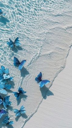 several blue butterflies flying over the water at the beach