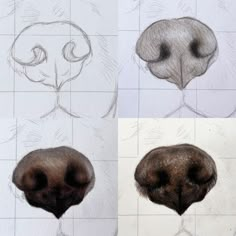 four different views of an animal's nose and head