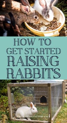 how to get started raising rabbits