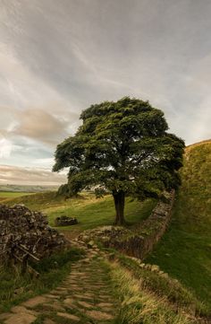 a stone path leading to a tree on top of a hill