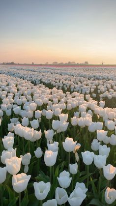 a field full of white tulips at sunset