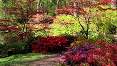 colorful flowers and trees in a park setting