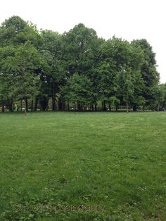 an open field with trees in the background