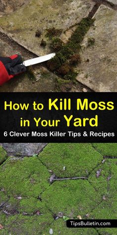 how to kill moss in your yard