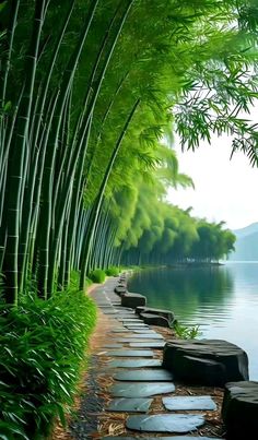 a path lined with stones next to a body of water surrounded by bamboo trees and greenery